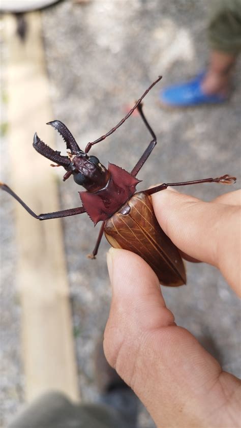 Macrodontia Flavipennis From Socorro SP 13960 000 Brasil On October