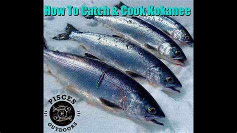 Fishing Stampede Reservoir Ca How To Catch And Cook Kokanee Salmon