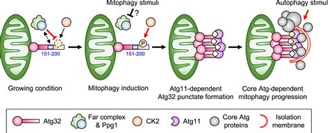 The Pp2a Like Protein Phosphatase Ppg1 And The Far Complex