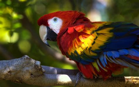 Parrot Wallpaper, Eagle Wallpaper, Free Desktop Wallpaper, Animal ...