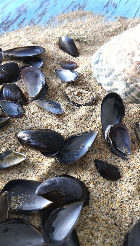 Mussel Shells From Cornwall. Great for Crafting, Wreaths, Resin Art ...