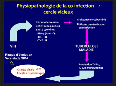 Memoire Online Profil Clinique Et Pidemiologique De La Coinfection