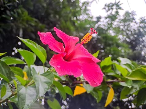 Linda flor de hibisco vermelho em uma árvore fundo desfocado de uma