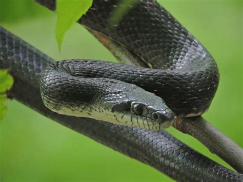 Eastern Gray Ratsnake Complex From Smyth County Va Usa On June