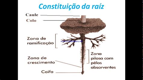 Estrutura e Função da Raíz YouTube