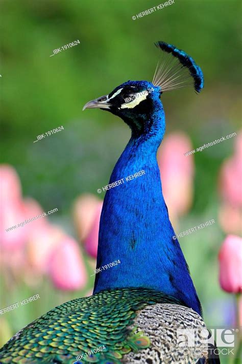 Indian Peafowl Pavo Cristatus Adult Male Stock Photo Picture And