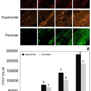 A Concentration Dependent Effects Of Zn 2 Treatment For 24 H On Cell