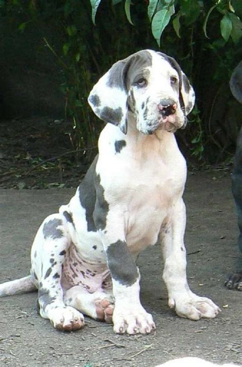 Craigslist San Antonio For Sale Craigslist El Paso Cars And Trucks By