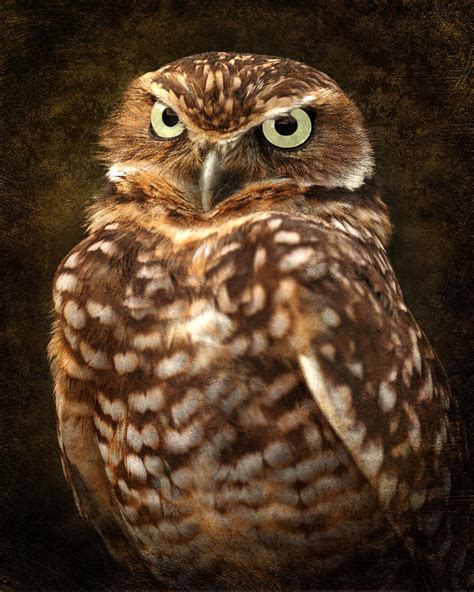 Textured Burrowing Owl Photograph By Wes And Dotty Weber Fine Art America