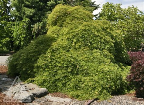 Acer palmatum dissectum Viridis pleureur Érable Du Japon