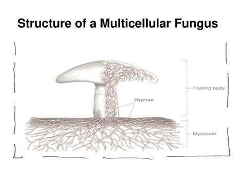 Solved 1 Name The Five Main Fungal Taxa And Give Characteristics Of