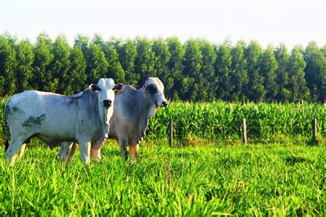 Dia Mundial Da Gua Como Usar O Recurso De Forma Eficiente No Agro