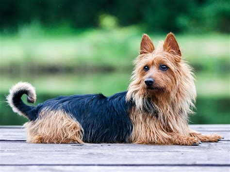 Australian Terrier Charakter Größe Erziehung Steckbrief