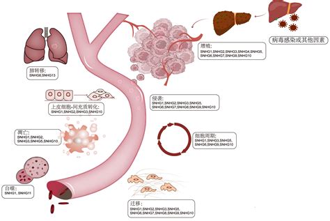 长链非编码小核仁RNA宿主基因 lncRNA SNHG 在肝细胞癌发生发展中的作用