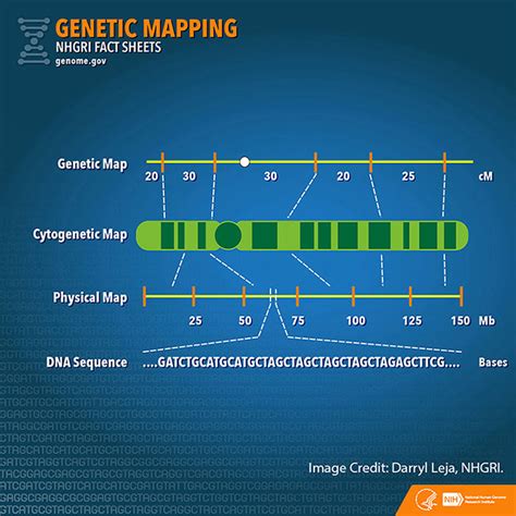 Genetic Testing And Genomic Analysis National Human Genome Research