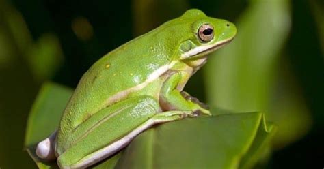 The Best Pet Frogs For Beginners Pets And Homestead