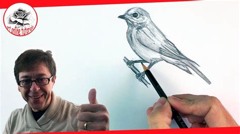 How To Draw A Realistic Bird Step By Step With Pencil Pencil Drawing