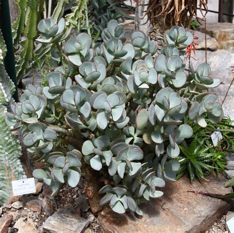 Crassula Arborescens Curly Grey