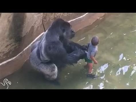 I made a video for Harambe. A memorial to him and all other who lose ...