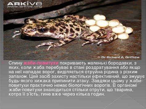 Презентація "Найбільш унікальні жаби світу" | Презентація. Біологія