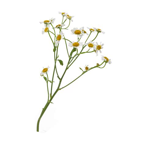 Chamomile Flower Plant Decoration Bright And Natural Chamomile