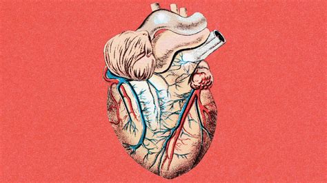 valvular heart disease symptoms   risk factors