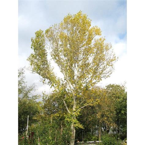 Populus Canadensis Peuplier Noir Du Canada Acheter Sur Plantesch