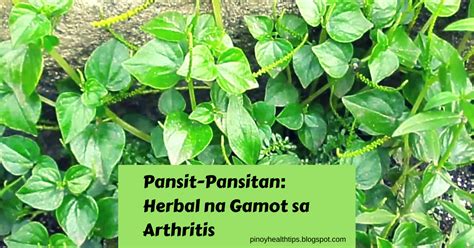 Pansit-Pansitan: Herbal na Gamot sa Arthritis