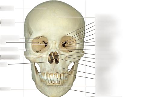 Skull Anterior View Diagram Quizlet