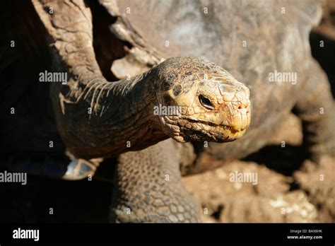 Tortuga Gigante De Gal Pagos Chelonoidis Nigra Porteri Geochelone