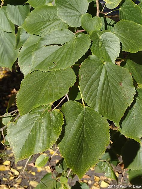 Tilia Americana American Basswood Minnesota Wildflowers