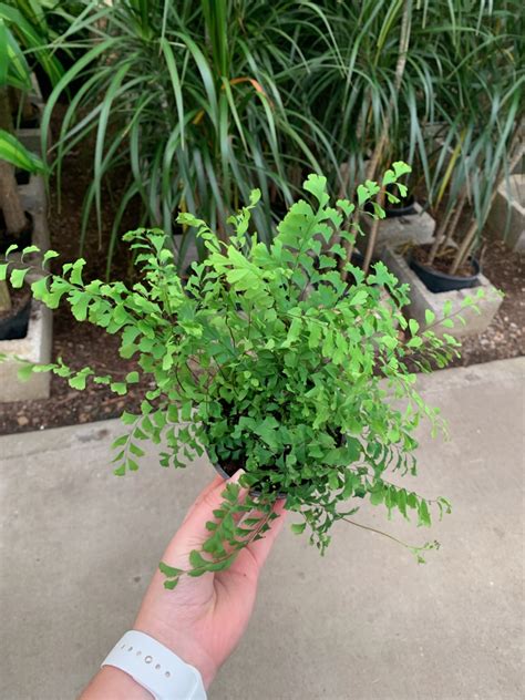 4 Fern Five Finger Maidenhair OPT Tri State Foliage In House