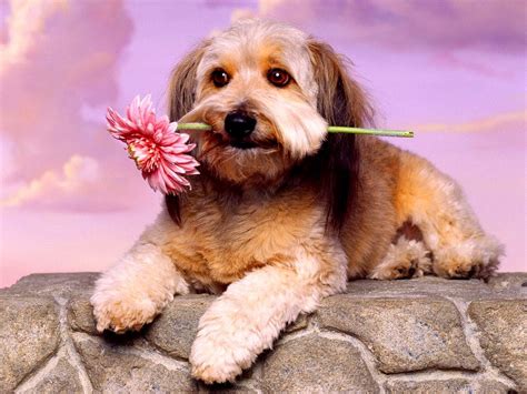 X Hundar Djur Schnoodle Bakgrund Gratis Skrivbordsbilder