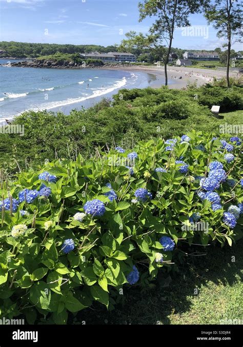 Spiaggia E Fiori Immagini E Fotografie Stock Ad Alta Risoluzione Alamy