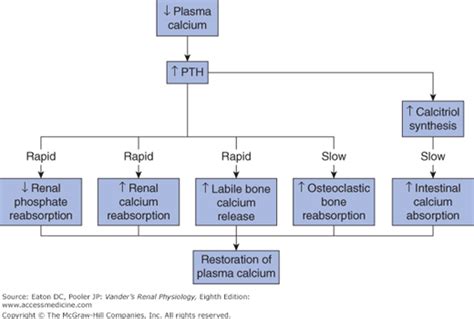 Regulation Of Calcium Magnesium And Phosphate Basicmedical Key