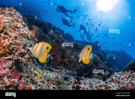 Scuba Divers Swim Through A Group Of Various Fish On A Coral Reef Stock