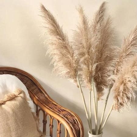 Kit Haste Pluma Natural Para Decora O Capim Dos Pampas Inspira