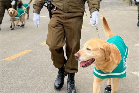 Perros De Carabineros Ltimas Noticias De Perros De Carabineros