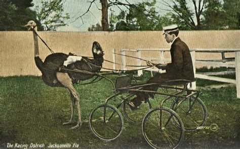 Ostrich Racing: 29 Unbelievable Yet Real Vintage Photos