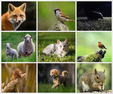 Animals Collage Welsh Government News