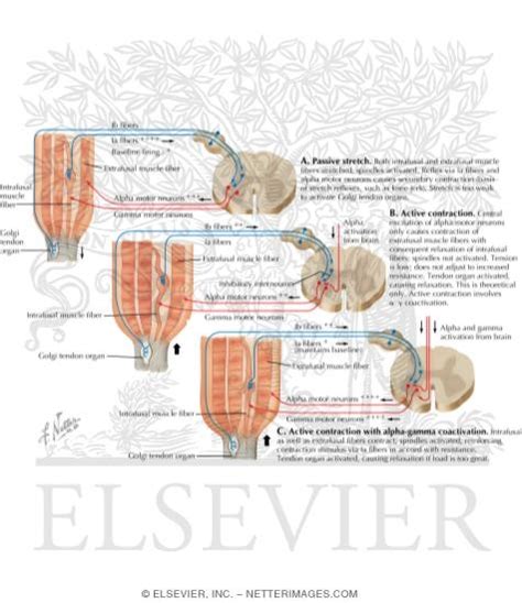 Proprioceptive Reflex Control Of Muscle Tension