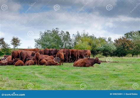 Herd Of Cows Stock Image Image Of Agricultural Meadow 59825001