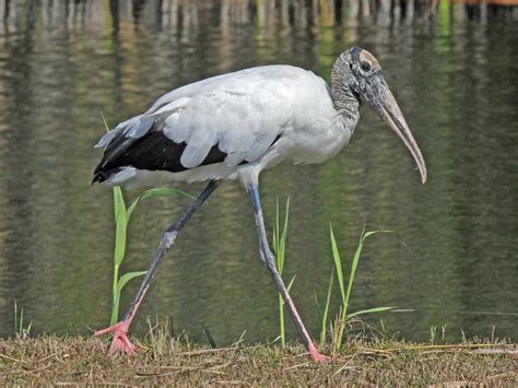 File:Wood Stork Everglades National Park RWD.jpg - Wikimedia Commons