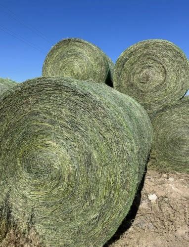 25 PROTEIN 263 FEED VALUE 2ND CUTTING ALFALFA ORCHARD GRASS ROUND BALES