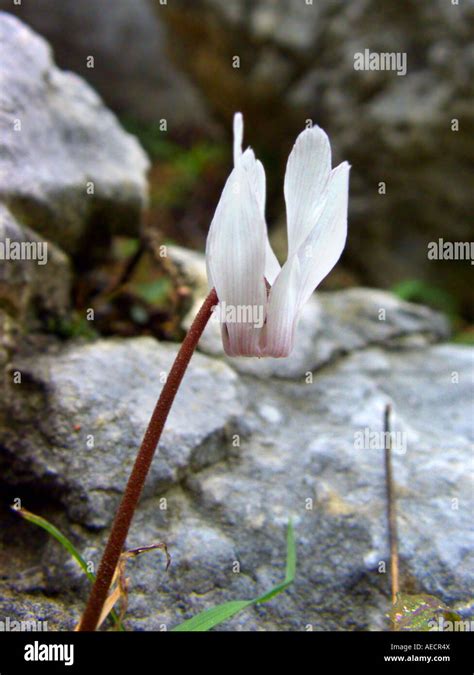 Majorca Cyclamen Cyclamen Balearicum Flower Spain Majorca Stock