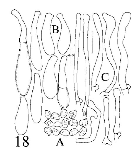 Megacollybia fallax, TENN 59447. A. Basidiospores. B. Cheilocystidia ...