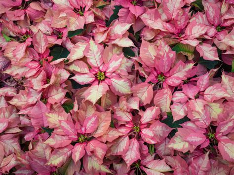 Gorgeous New Poinsettia Varieties To Keep Holiday Spirits Bright Sunset