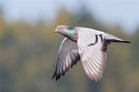 Rock Dove Bird Kabutar Pics Hd Wallpapers