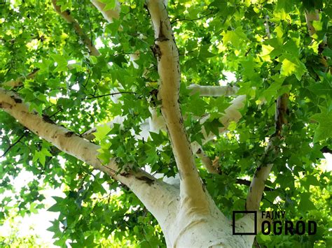 platan  gatunki fajnyogrodpl