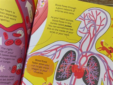 Big Book of the Body – купить в интернет-магазине Booklavka (Буклавка)